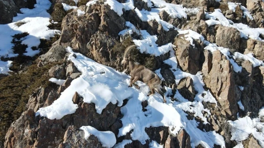 Караташ-Жапырыкта жапайы жаныбарларга кышкы мезгилге азык камсыз кылынды