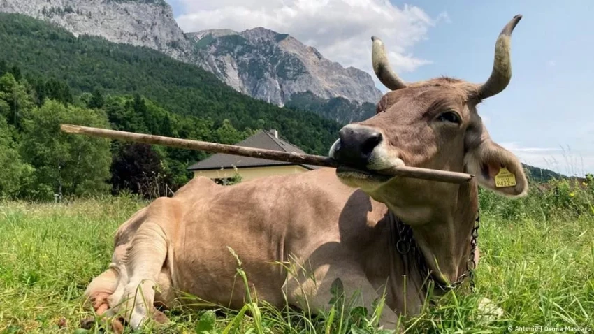 In Austria, scientists have observed a miracle cow using a stick for the first time
