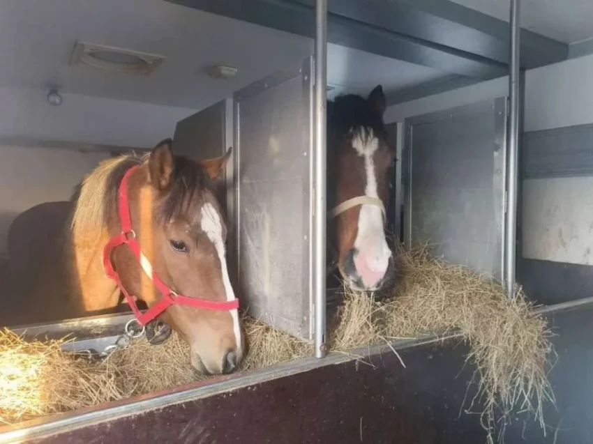 24 Horses Were Not Allowed to Leave Russia for Kyrgyzstan. They Were Being Taken to Competitions