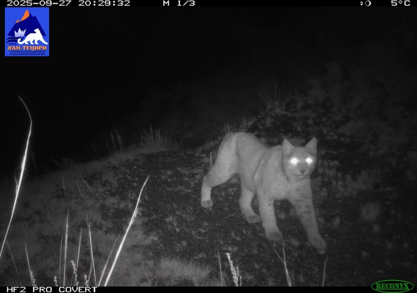 New Wildlife Footage from the Khan-Teniri State Nature Park