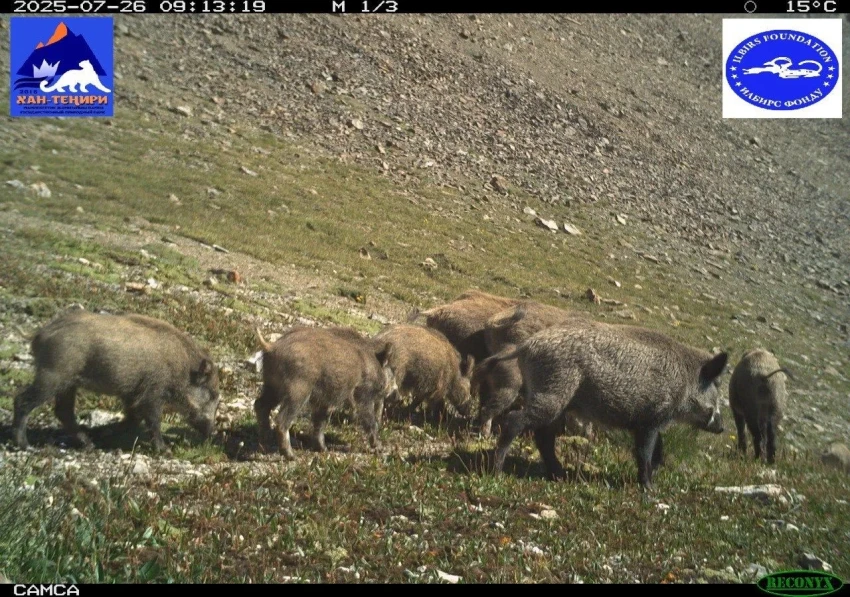 Bear and wild boars captured in the camera traps of the Khan-Teniri Nature Park