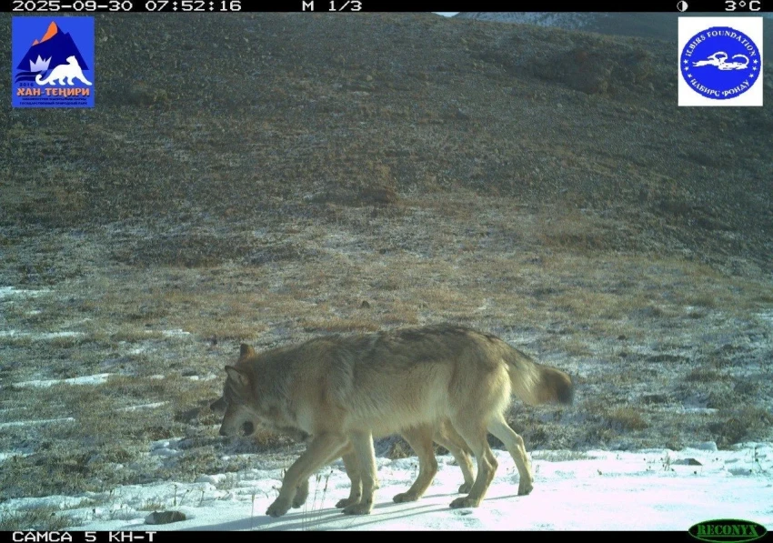 Camera traps captured rare mountain inhabitants in Khan-Teniri Park