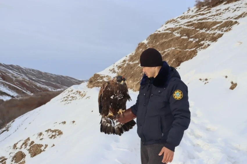 Ecologists uncovered the illegal captivity of the Red Book golden eagle in Kara-Kuldzha