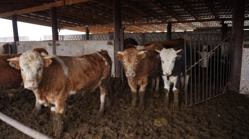 The Ministry of Agriculture of the Kyrgyz Republic Revealed the Formula for an Ideal Diet for Livestock