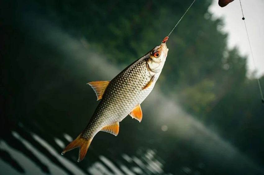 In 2025, revenues from the sale of fishing licenses and cards in Kyrgyzstan exceeded last year's figures by several times.