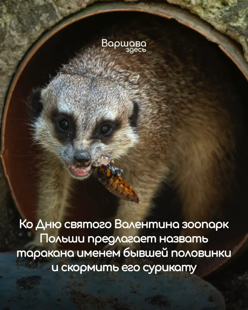 In Poland, on Valentine's Day, a zoo offers to name a cockroach after an ex and feed it to the animals