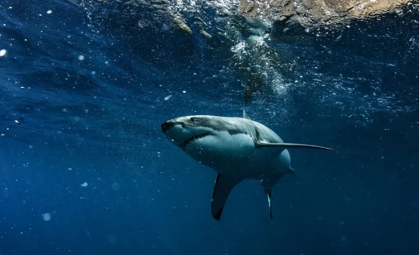 13-летний подросток погиб от нападения акулы в Бразилии