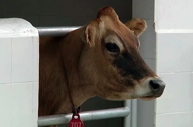 Artificial insemination allows farmers to save up to 60,000 soms