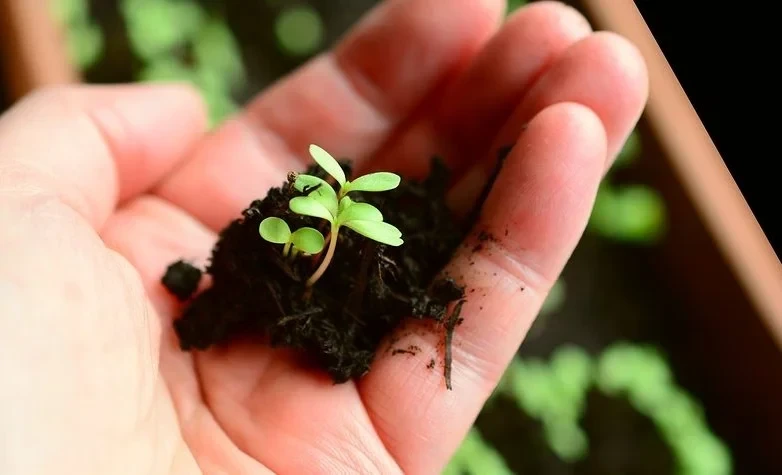 Where to Get Soil Analysis in Kyrgyzstan? List of Laboratories by Regions