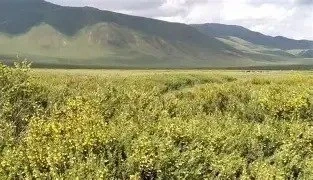 In Kyrgyzstan, an Express Method for Pasture Rescue is Being Implemented