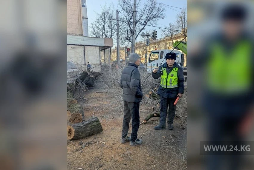 In the center of Bishkek, traffic jams last for hours: utility workers are cutting down trees on the road