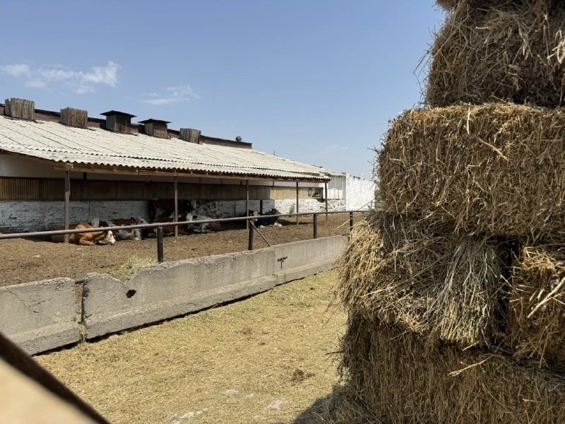 By the end of 2026, it will be possible to import 5,000 tons of meat duty-free into the Kyrgyz Republic.