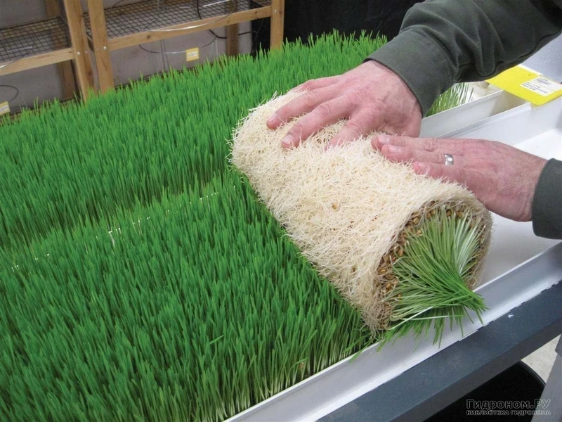 Hydroponics is Actively Being Implemented in Agriculture