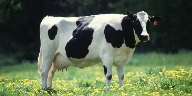 The Jogorku Kenesh adopted a new version of the law on breeding in livestock farming in Kyrgyzstan in the second reading.