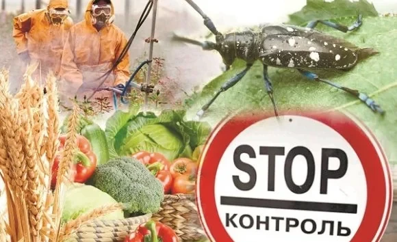 In the EAEU, quarantine phytosanitary control has been improved