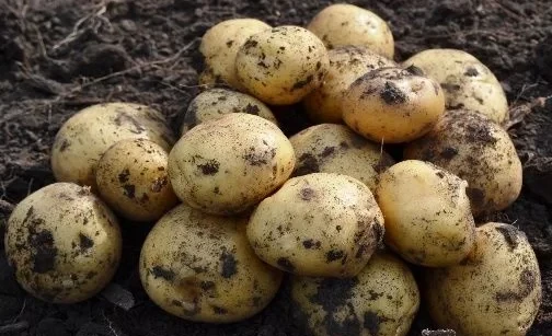 In the Aravan District, early potatoes have started to be planted. The harvest is expected in May.