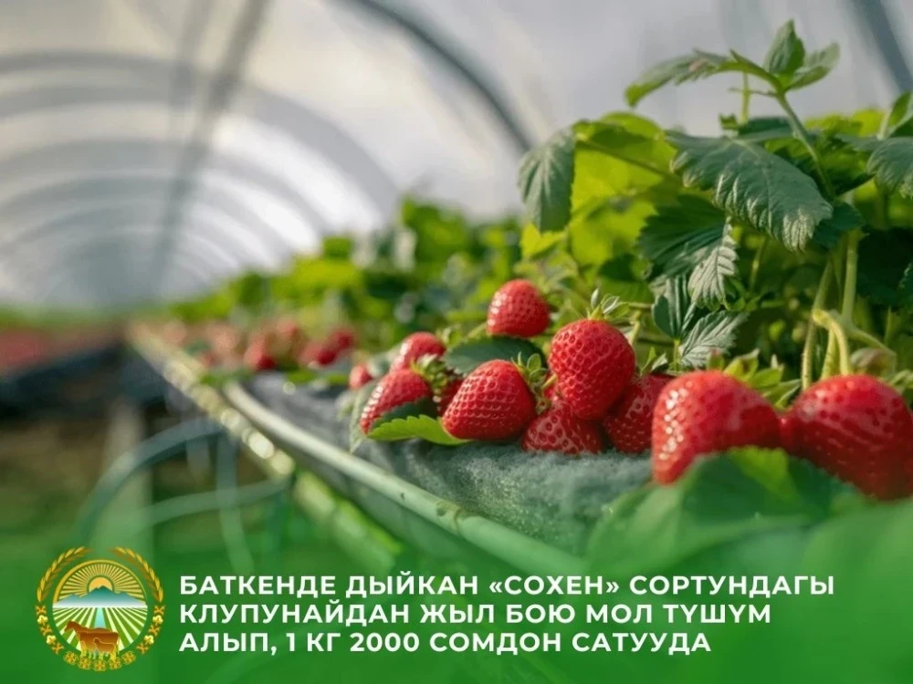 A farmer from Batken established a profitable berry production in the midst of winter