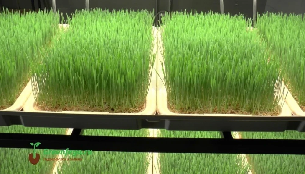 The Ministry of Agriculture of the Kyrgyz Republic suggests that farmers pay attention to the benefits of hydroponics.