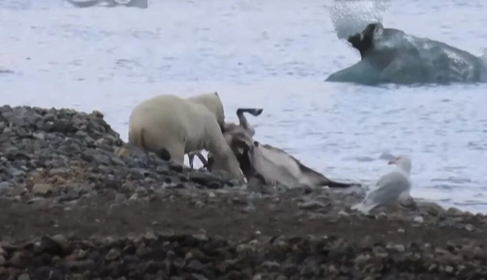 Polar bears have quickly adapted to melting ice. Biologists still do not understand how exactly.