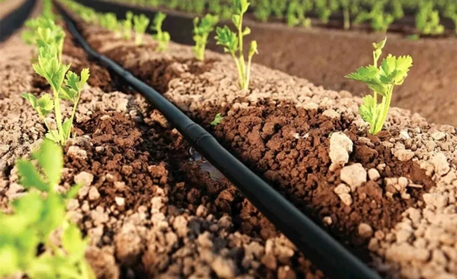 Torobaev: In 2026, drip irrigation will be implemented on 21,000 hectares