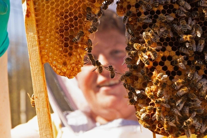 British companies are installing office beehives to improve employee well-being
