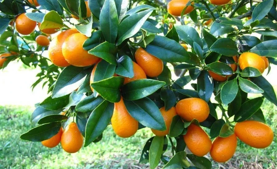 More than 7 thousand tons of tropical fruits were harvested in the Batken region in 2025 - Ministry of Agriculture