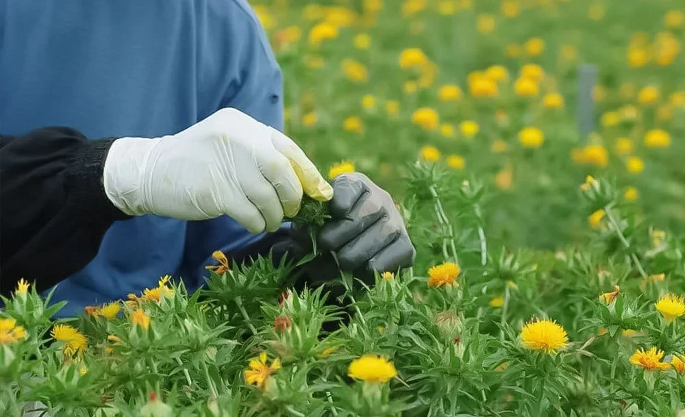 In Kyrgyzstan, they will address the shortage of vegetable oil by introducing new varieties