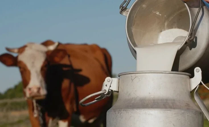 The Ministry of Agriculture reported on the prices of raw milk in Kyrgyzstan