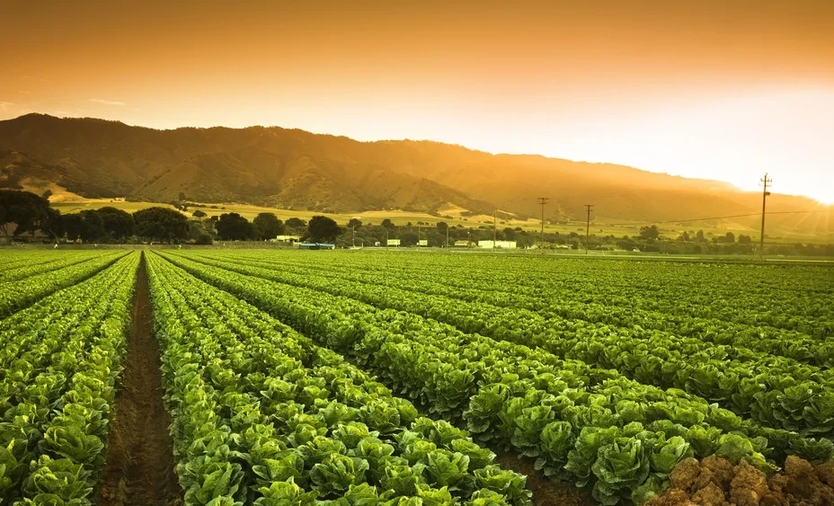 More than 42 billion soms will be allocated for the development of the agro-industrial complex