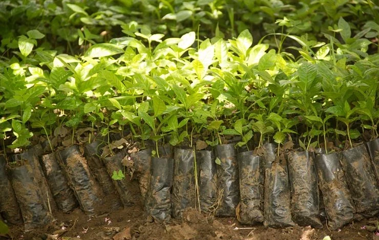 Ministry of Agriculture of the Kyrgyz Republic: Imported planting material undergoes phytosanitary control