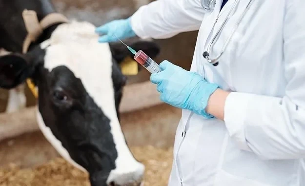 In 2025, 26 million cattle, small cattle, and birds were vaccinated in Kyrgyzstan.