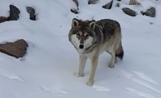 In eastern Tajikistan, a wolf attacked a 9-year-old schoolgirl — the child died