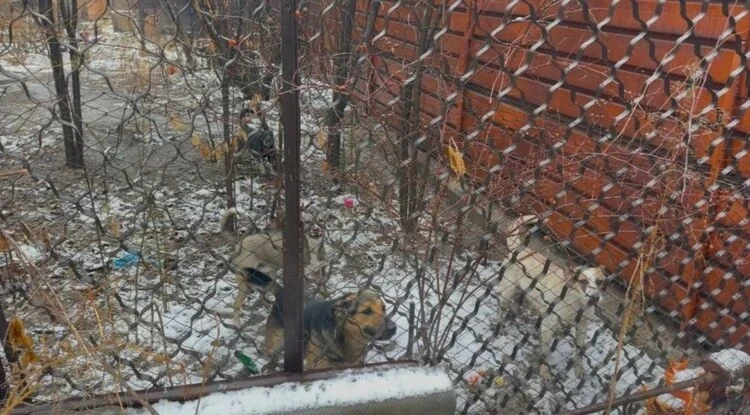 Shooting of Dogs in Bishkek. The City Hall Commented on the Conflict
