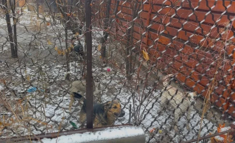 In "Tazalyk," they explained the situation regarding the shooting of dogs in Novopavlovka