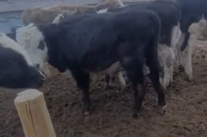 In Talas, a cattle thief has been detained. The second one is wanted.