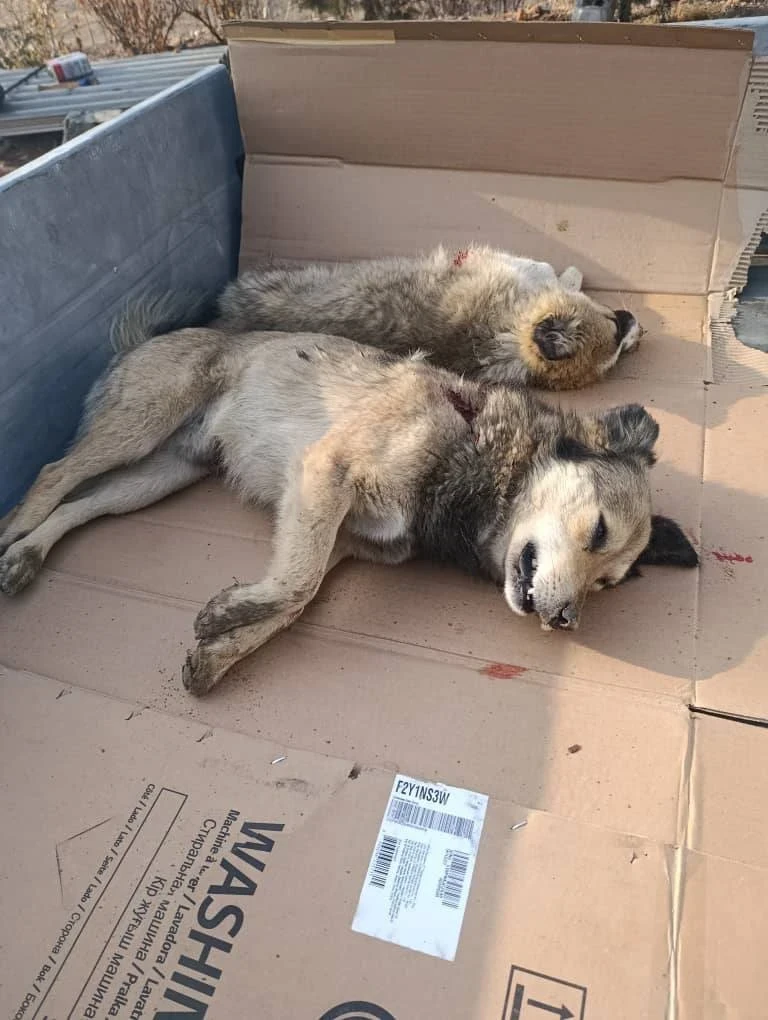 Ак-Сай айыл өкмөтүндө субботник өттү — эң көп жапа чеккендер иттер болду