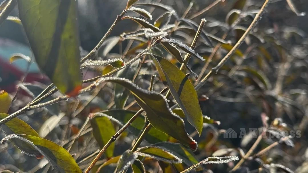 Казакстандын түштүгүндө жакынкы күндөрдө +20 градуска чейин температура күтүлүүдө