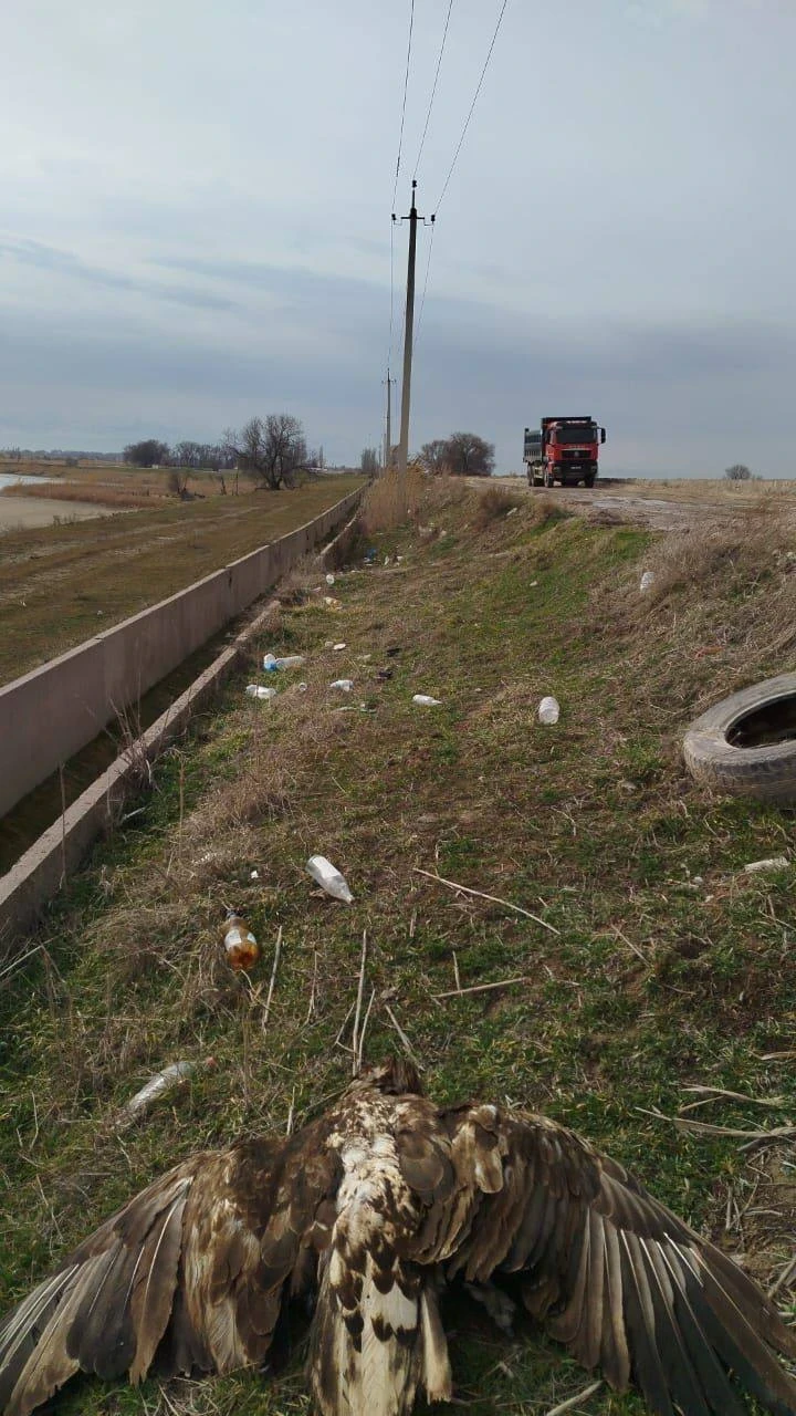 Озерный аймагында өлгөн ак кулак орлан табылды. Экологдор коңгуроо кагууда