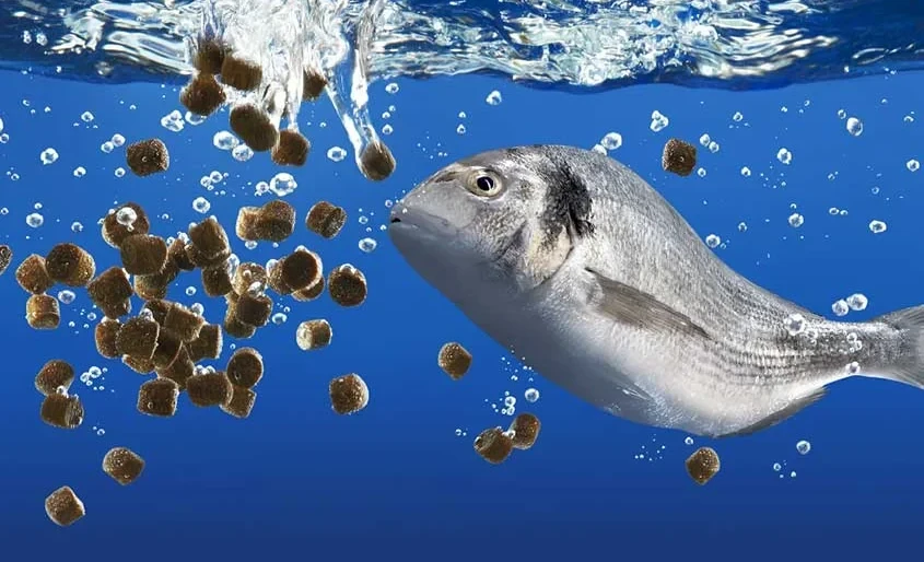 Кабмин балык чарбалары үчүн жемдерге НДСти 2027-жылдын аягына чейин нөлгө түшүрдү