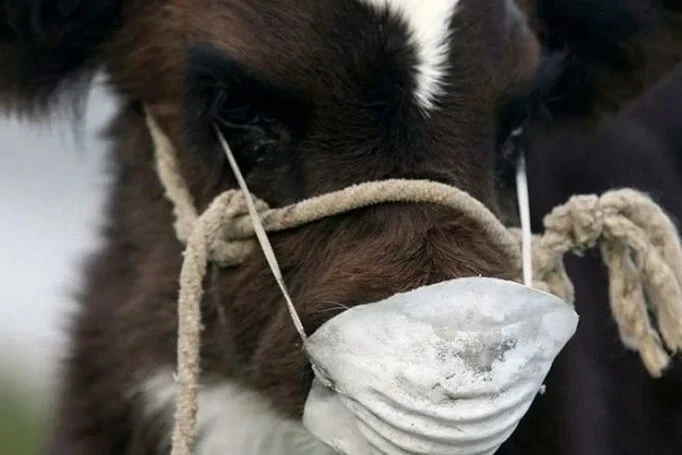 Кыргызстанда короолордун ящур менен массалык жугушу тууралуу коркунучтуу имиштерди четке какты