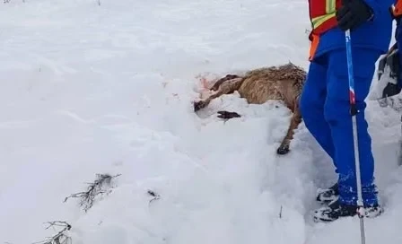 Поиски оставшегося под лавиной мужчины в Суусамыре продолжаются. Найдено 31 животное