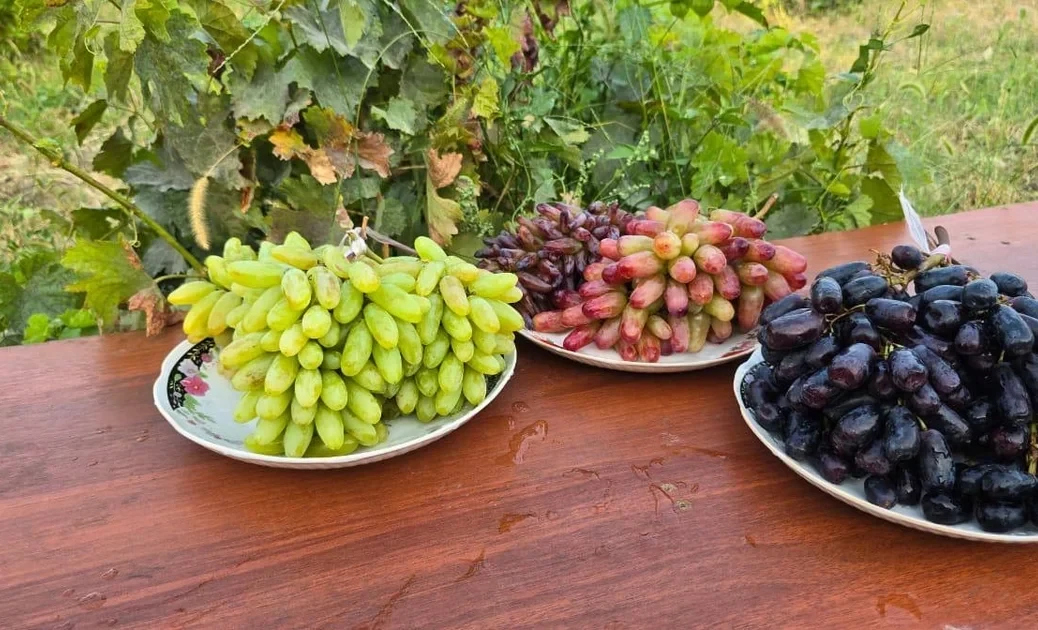 Виноградарство Кыргызстанда жаңы деңгээлге чыгууда - МСХ