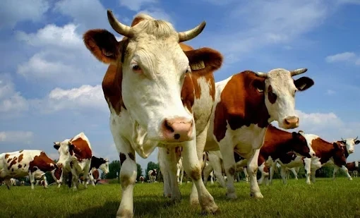 Племенной мал мүйүздүү мал Кыргызстандагы жайыттардын деградациясын азайтууга жардам берет — АШМ