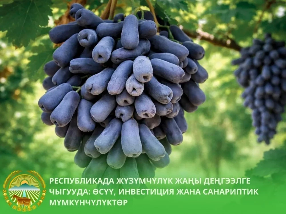 Кыргызстанда жүзүм бактарынын аянты рекорддук деңгээлге өстү