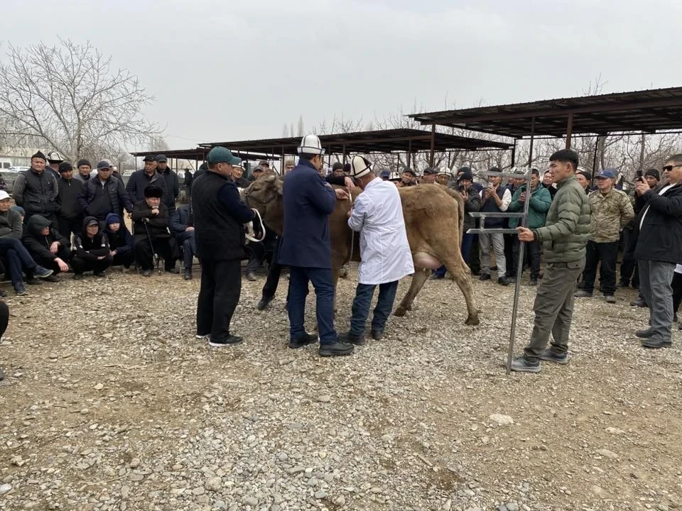 В Кадамжайском районе прошла выставка племенного скота