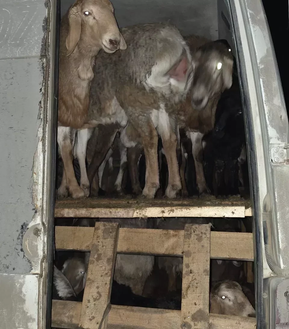 Пограничники Кыргызстана пресекли незаконный вывоз овец