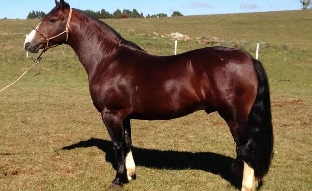 АгроДиалог – 2026. Фермер из Ак-Талинского района развивает кыргызскую породу лошадей