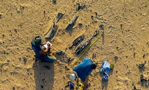 В пустыне Сахара обнаружен новый вид спинозавра