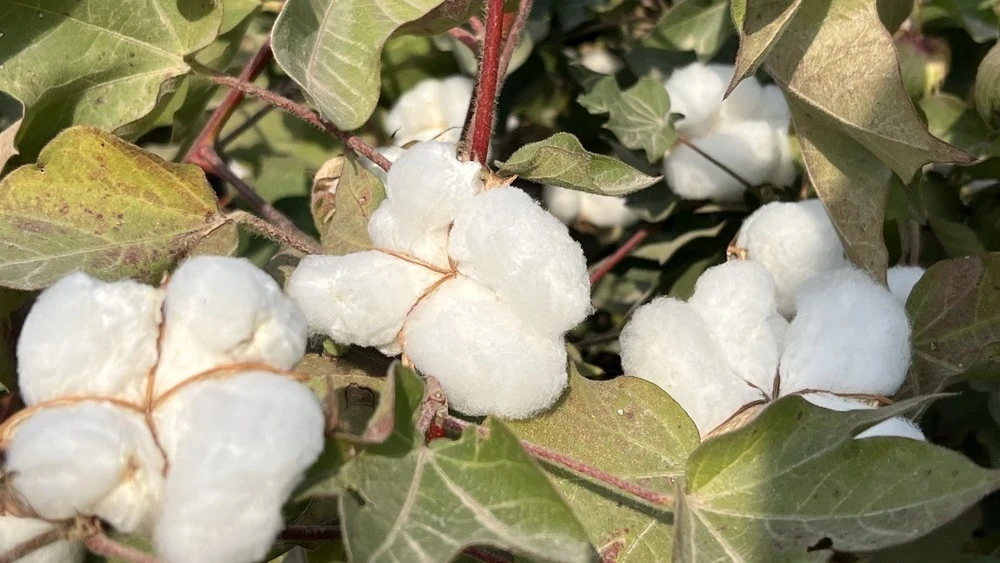 In Uzbekistan, control over the export of cellulose and cotton products has been strengthened