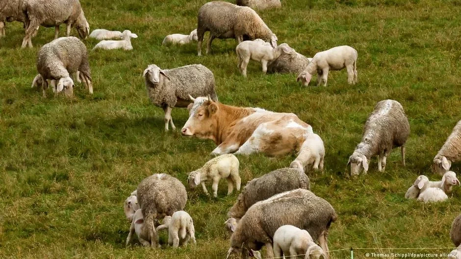 В Кыргызстане сельхозперепись пройдет в цифровом формате